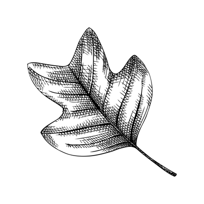 Decorative autumn leaf sketch. Tulip tree foliage drawing. Hand drawn botanical element in sketched style. Sketched  fall leaves illustrations. For Thanksgiving day design.